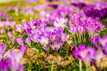 Obraz premium Crocus, plural crocuses or croci is a genus of flowering plants in the iris family. A single crocus, a bunch of crocuses, a meadow, close-up