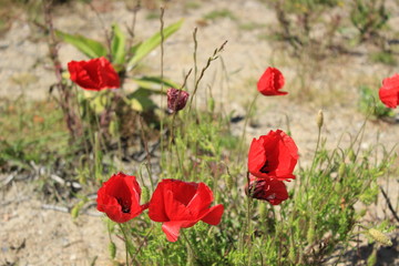 red poppy