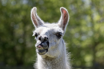 Obraz premium Goofy lama pulling face. Funny llama animal sticking tongue out