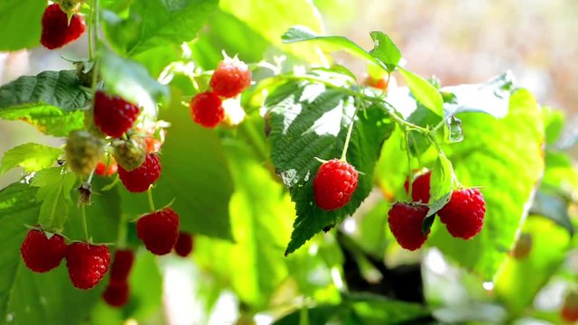 Ripe raspberry bush with berry in sunny summer day