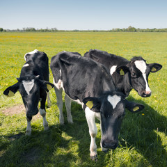 black and white holstein calves in green grassy meadow on sunny spring day with blue sky in the netherlands