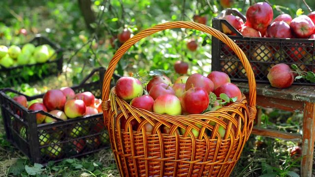 Closeup basket and boxes with apples harvest in the garden