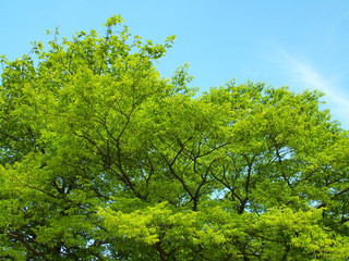 新緑の木と青空