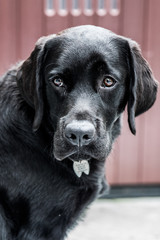 Black English Labrador