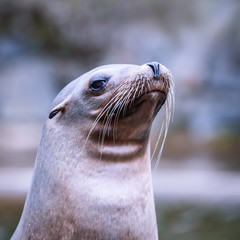 California Sea Lion (Zalophus californianus)