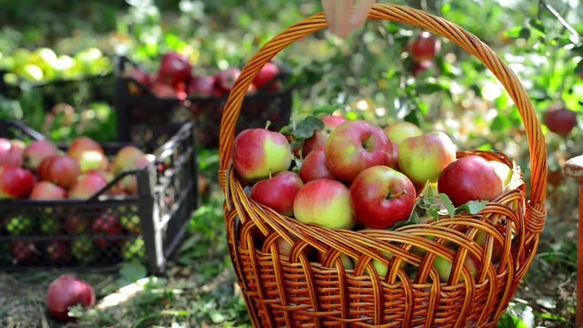 Closeup basket and man harvest of apples
