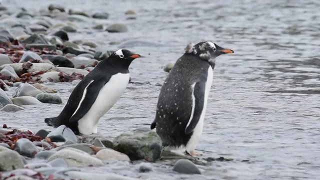 Gentoo Penguins on the beach