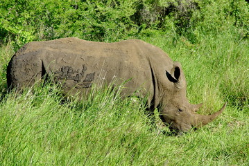 Nashorn - Rhino