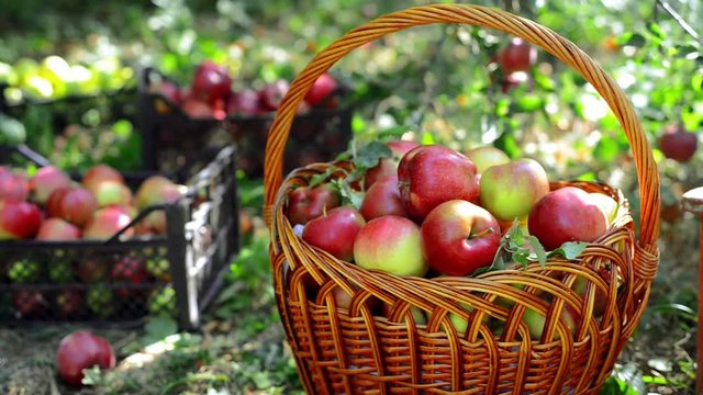 Man harvest of apples and put into basket