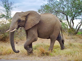Fototapeta na wymiar Elefant läuft