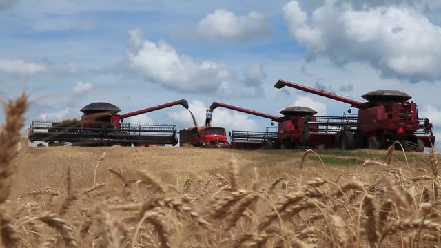 3 colheitadeiras descarregam trigo em caminh&atilde;o com campo de trigo em primeiro plano.