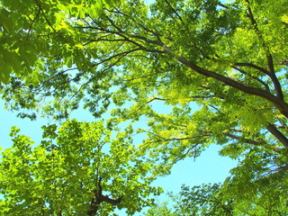 初夏の公園の欅