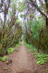 Landscape of a hiking trail GR131 Ruta de los Volcanes with canarian pine trees leading from Fuencaliente to Tazacorte on La Palma, Canary Islands, Spain