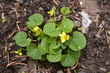 fiori del sottobosco