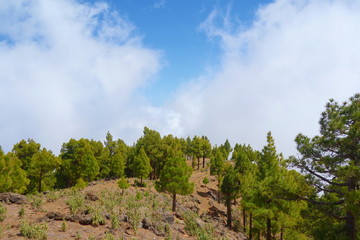 Landscape of a hiking trail GR131 Ruta de los Volcanes with canarian pine trees leading from Fuencaliente to Tazacorte on La Palma, Canary Islands, Spain