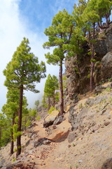 Fototapeta na wymiar Landscape of a hiking trail GR131 Ruta de los Volcanes with canarian pine trees leading from Fuencaliente to Tazacorte on La Palma, Canary Islands, Spain