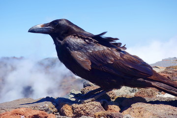 Black Raven posing for a photo at the highest mountain of La Palma called Roque de los Muchachos, Canary Islands, Spain, Europe