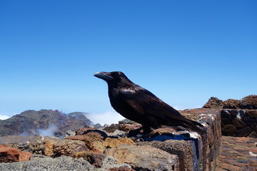 Black Raven posing for a photo at the highest mountain of La Palma called Roque de los Muchachos, Canary Islands, Spain, Europe