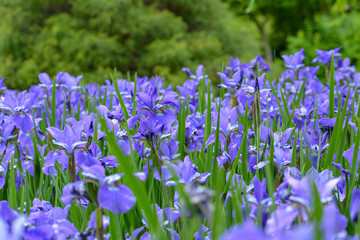 Field of colorful purple flowers