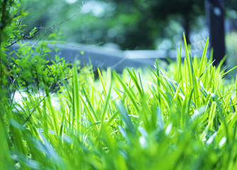 bright light green grass