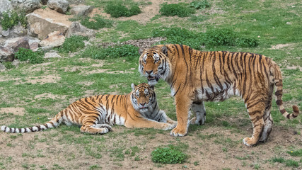 Siberian tigers or Amur tigers, portrait
