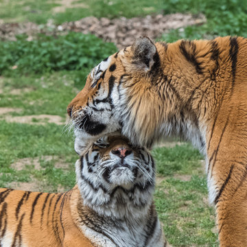 Siberian tigers or Amur tigers, tenderness
