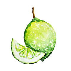 Watercolor lime isolated on a white background