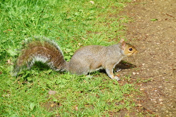 Grey Squirrel posing for a photo in Nottingham University park, Northern England, United Kingdom