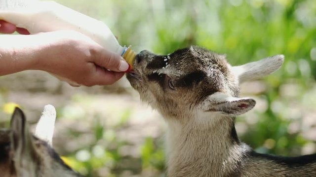 Farmer feeding baby goat with a bottle full of milk. Slow motion