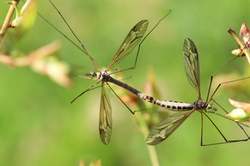 Dragonflies