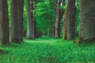 Obraz premium magic forest path