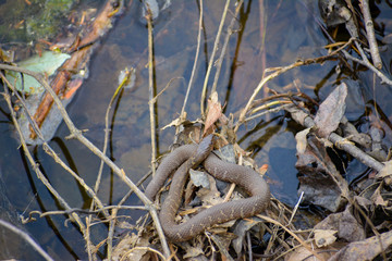 Northern Brown Water Snake at Aquia Creek in Stafford Virginia