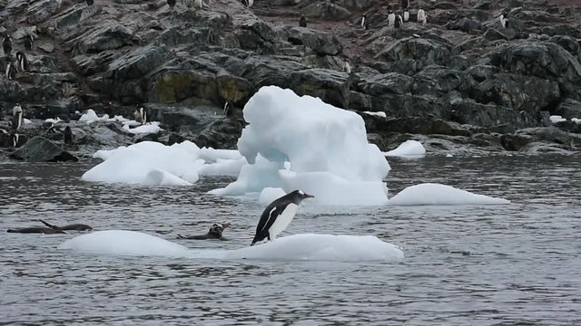 Gentoo Penguins oo nte ice