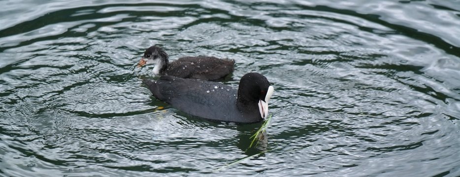 foulque