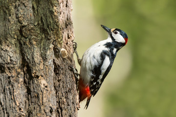 Woodpecker on a tree