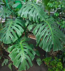Obraz premium Dark green leaves of monstera or split-leaf philodendron Monstera deliciosa the tropical foliage plant growing