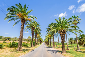 Naklejka na ściany i meble Famous Seppeltsfield Road in Barossa Valley on a sunny day, palm trees avenue, South Australia