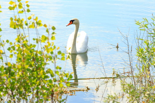 Swan on the lake in spring sunny day