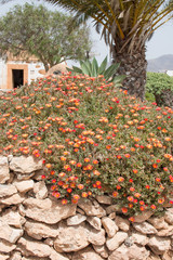 Fototapeta na wymiar Wild Flowers Betancuria Fuerteventura Kanaren island Spain