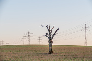 Stromasten und toter Baum
