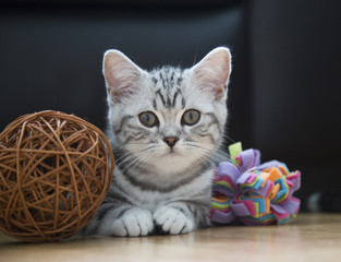Fototapeta na wymiar cute Kitten