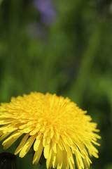 Dandelion