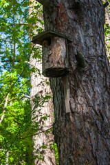 Wooden birdhouse in a tree in the forest.