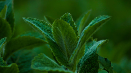 mięta  © Małgorzata