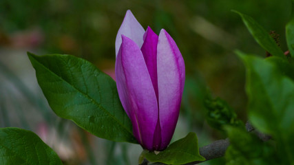 fioletowy kwiat 