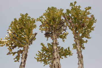 Euphorbia Ingens (Kaktus-Wolfsmilch) Kaktusbaum