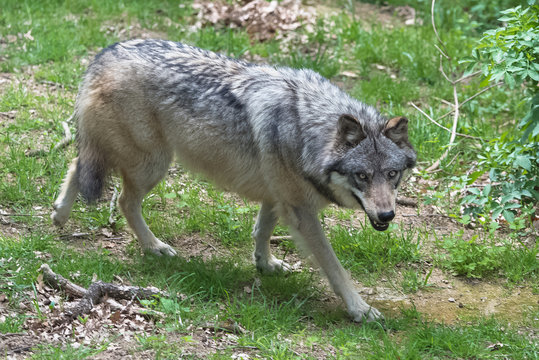 Grey wolf, Canis lupus lupus, walking in the forest
