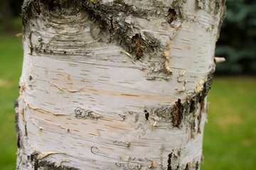 Birch bark in spring