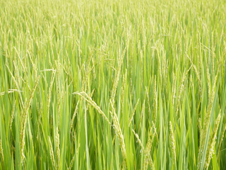 Fototapeta premium Rice field with lush greenery.