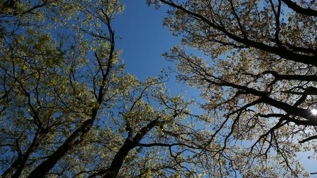 Lindenbl&uuml;ten in den Baumkronen gegen einen strahlend blauen Himmel aufgenommen - Zeitlupe